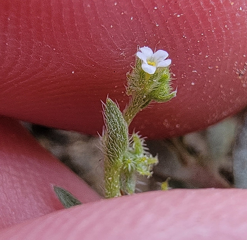 Harpagonella sp. (Grapplinghook), native California perennial