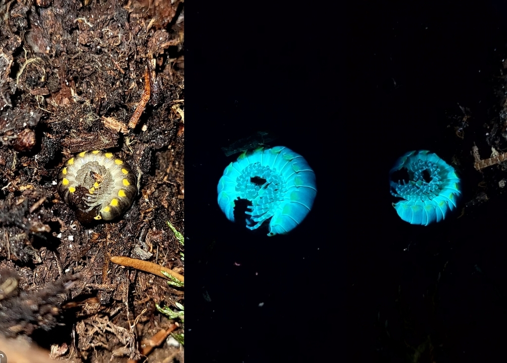 Harpaphe haydeniana (Yellow-spotted Millipede), California species