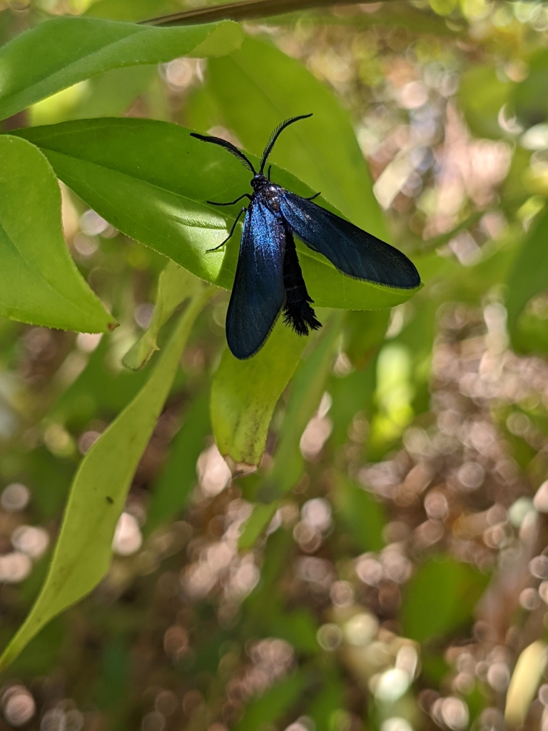 Harrisina metallica (Western Grapeleaf Skeletonizer), California species