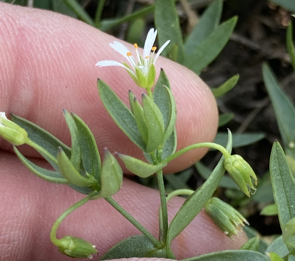 Hartmaniella sierrae (Sierra starwort), native California herb