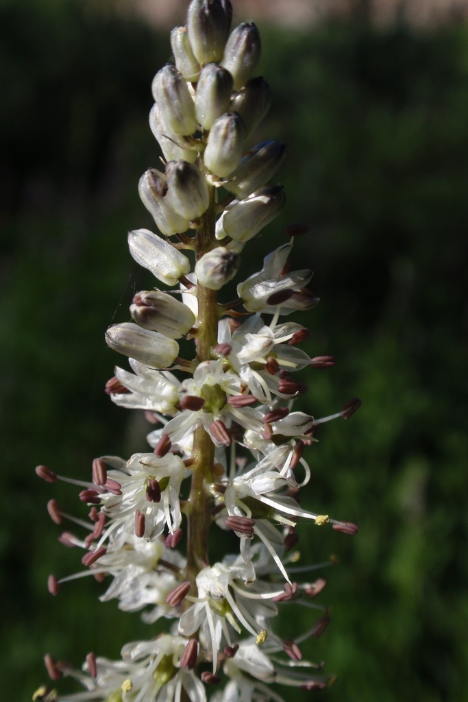 Hastingsia alba (Reed lily), native California herb