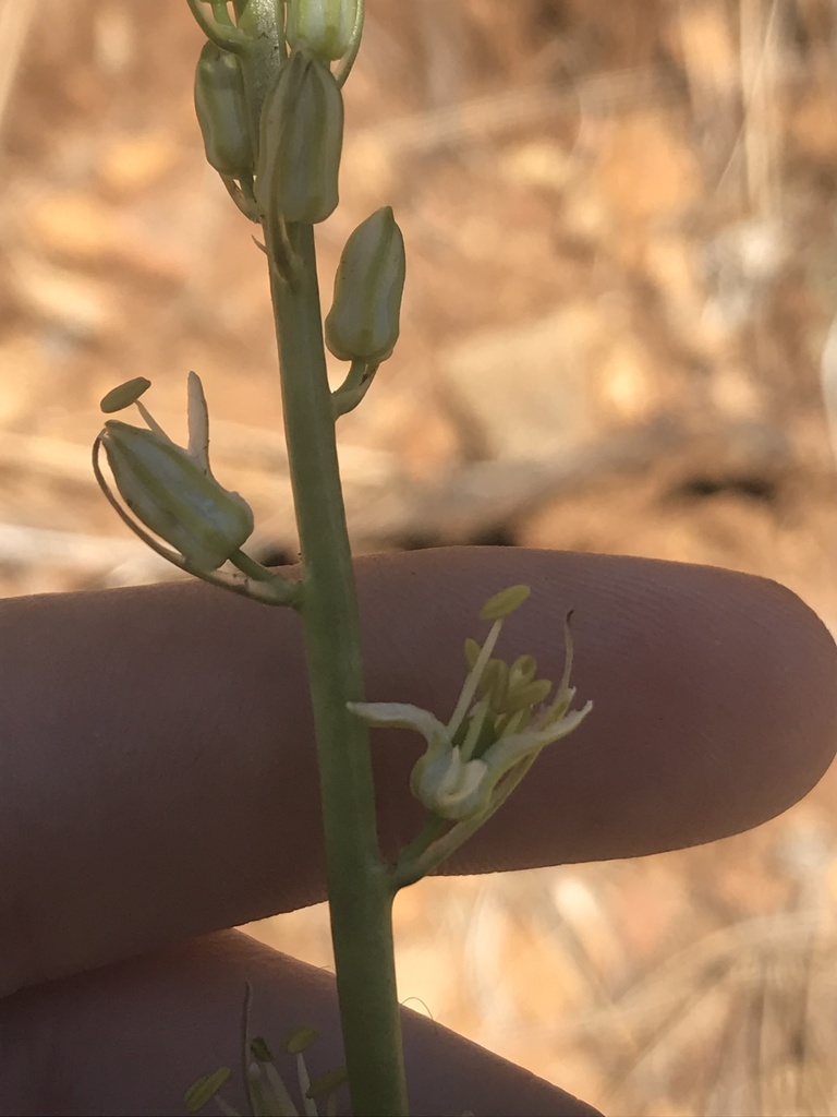 Hastingsia serpentinicola (Klamath rushlily), native California herb