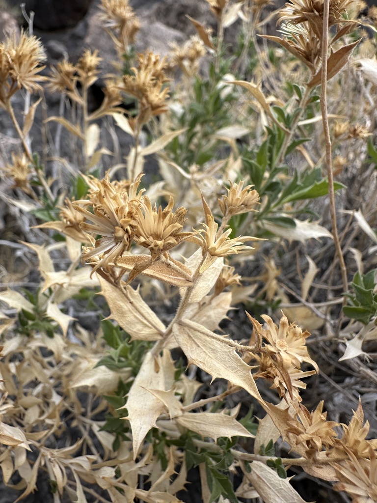 Hazardia brickellioides (Brickell goldenbush), native California shrub