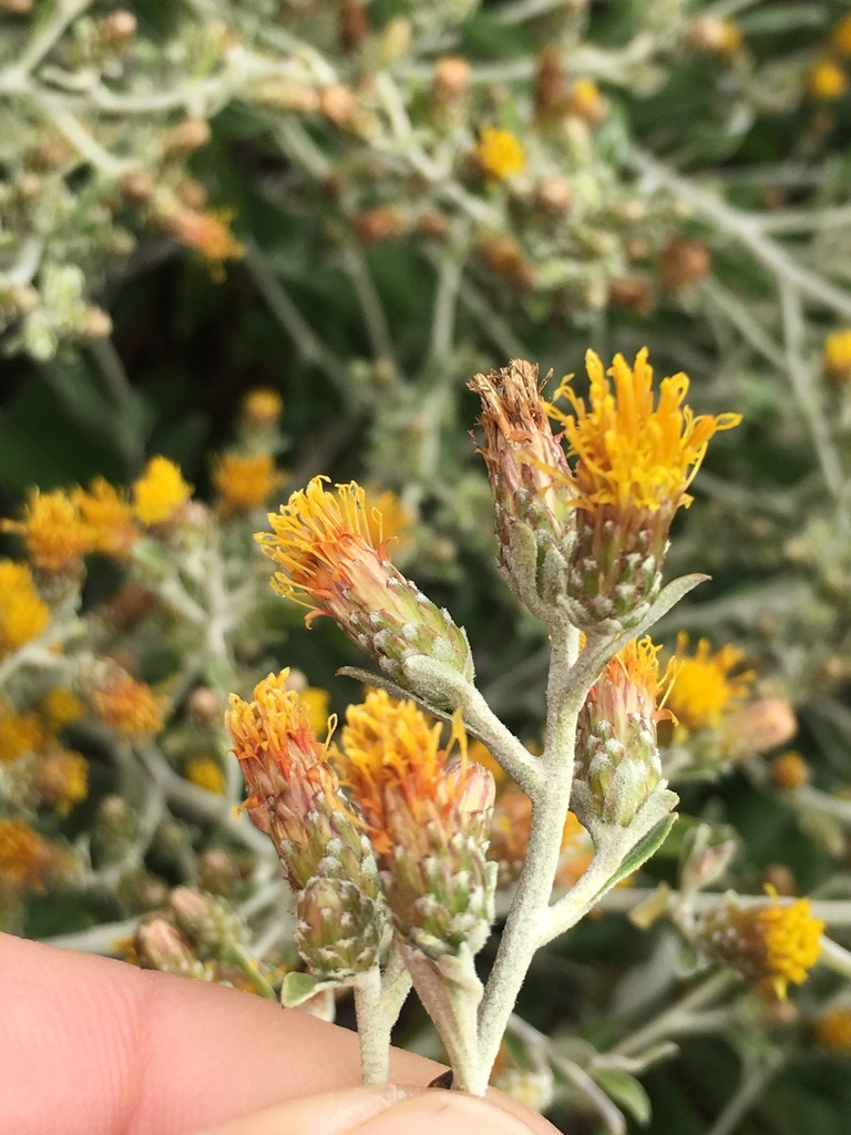 Hazardia cana (San clemente island hazardia), native California shrub