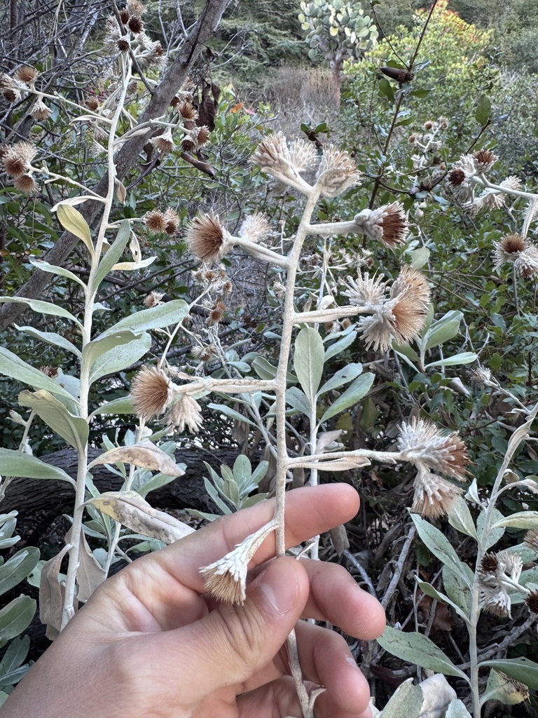Hazardia detonsa (Island hazardia), native California shrub