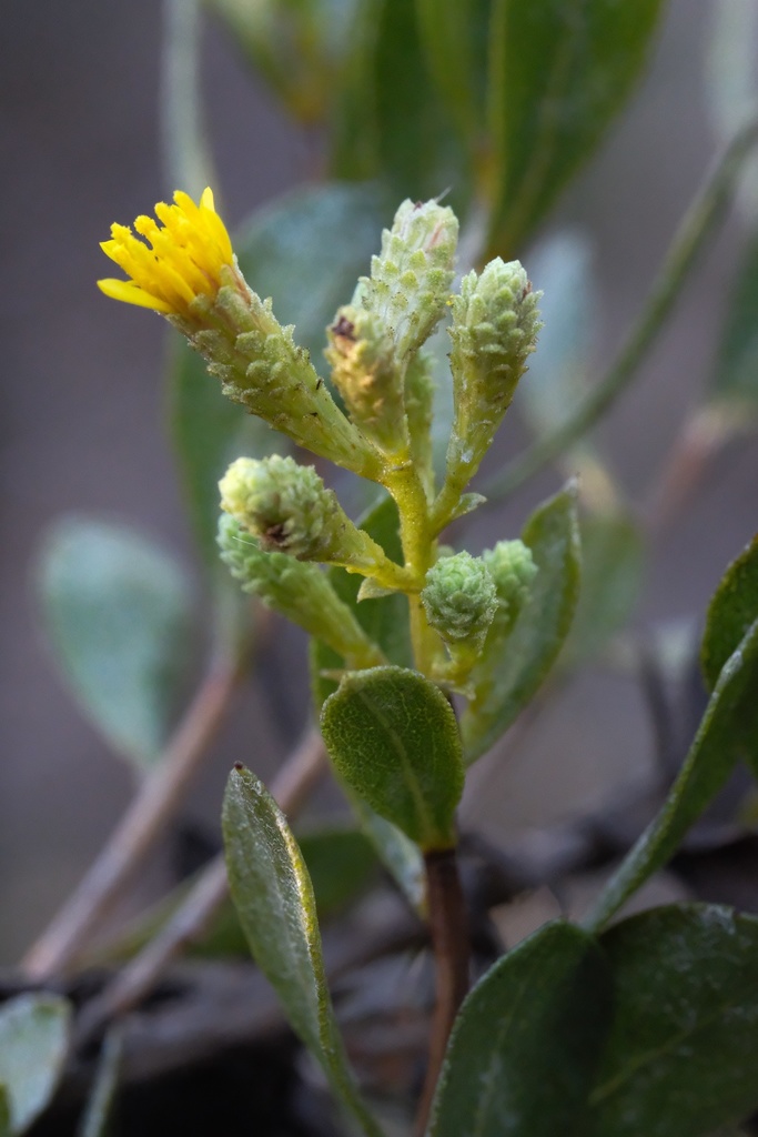 Hazardia orcuttii (Orcutt's hazardia), native California shrub