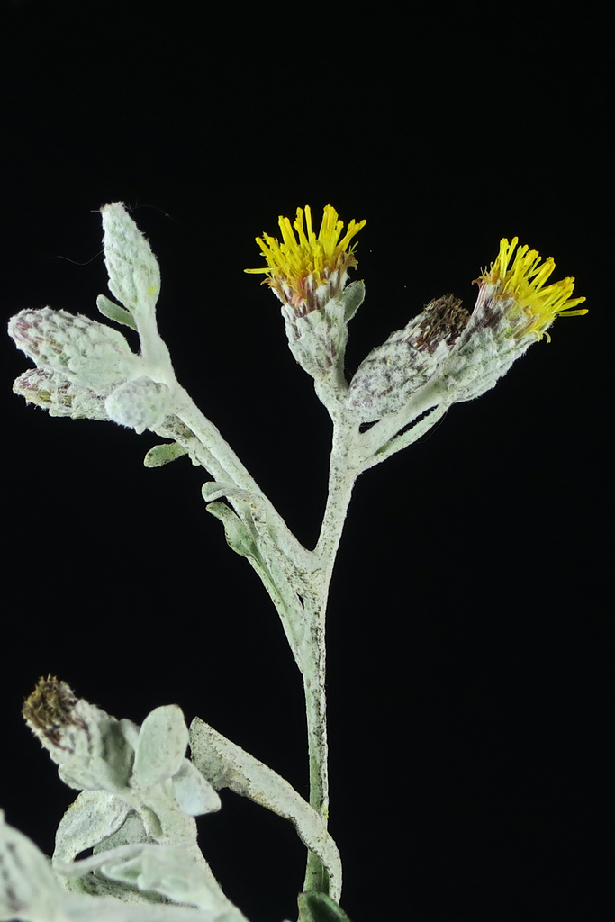 Hazardia sp. (Goldenbush), native California perennial