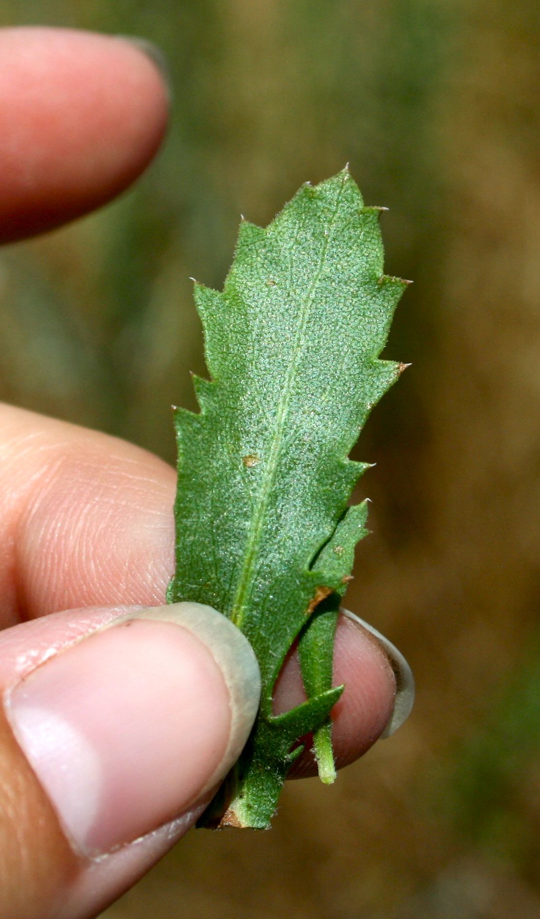 Hazardia squarrosa — parent species of Hazardia squarrosa var. obtusa
