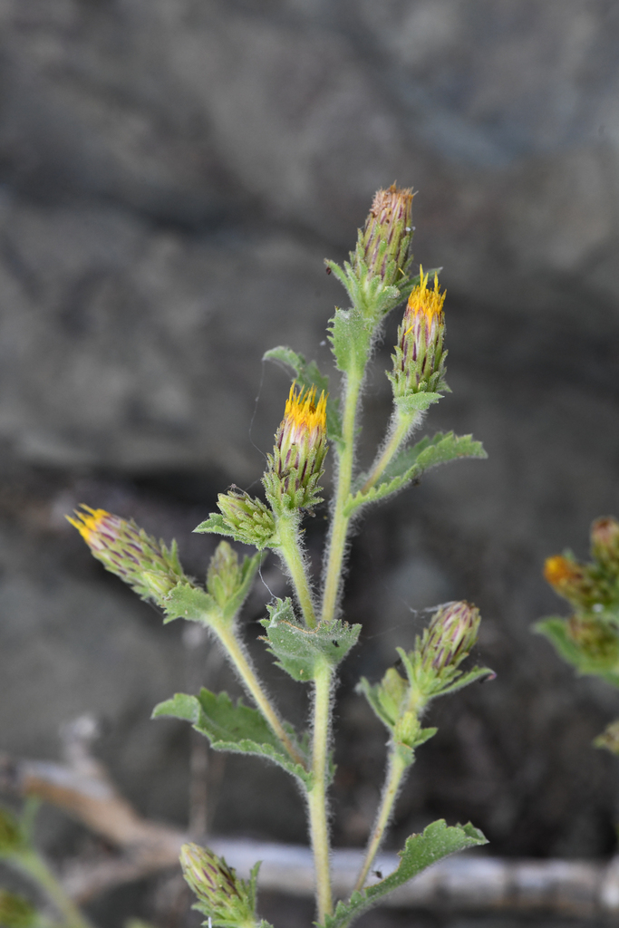 Hazardia whitneyi — parent species of Hazardia whitneyi var. discoidea
