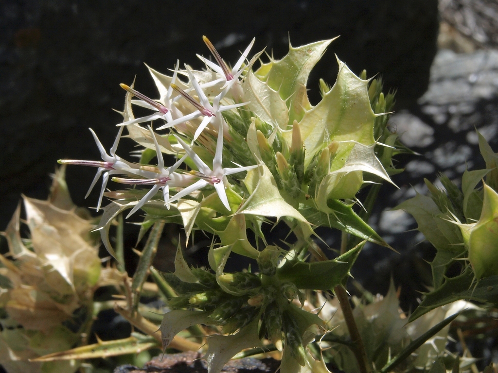Hecastocleis shockleyi (Shockley's prickleleaf), native California shrub