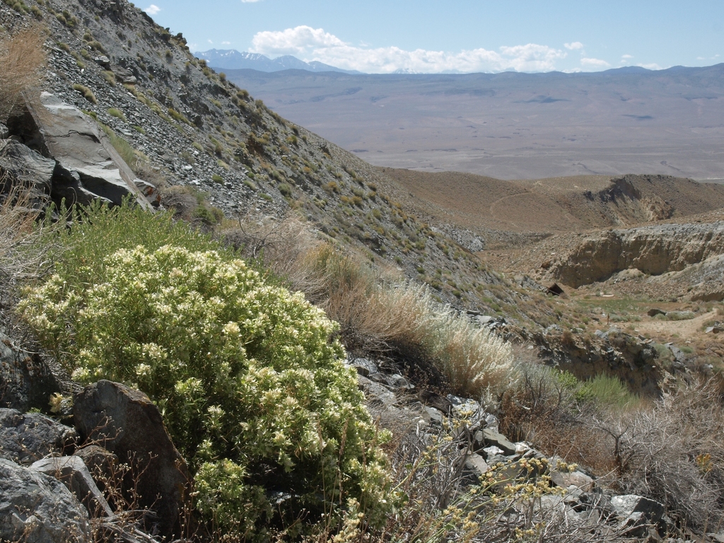 Hecastocleis sp., native California annual