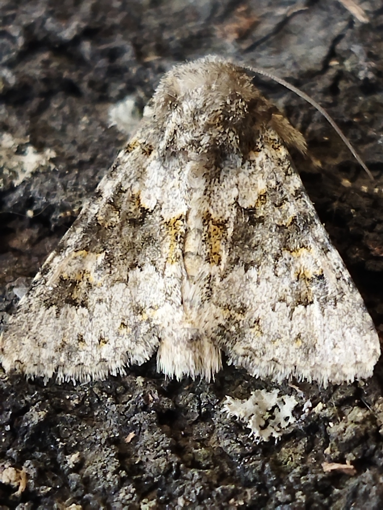 Hecatera dysodea (Small Ranunculus Moth), California species