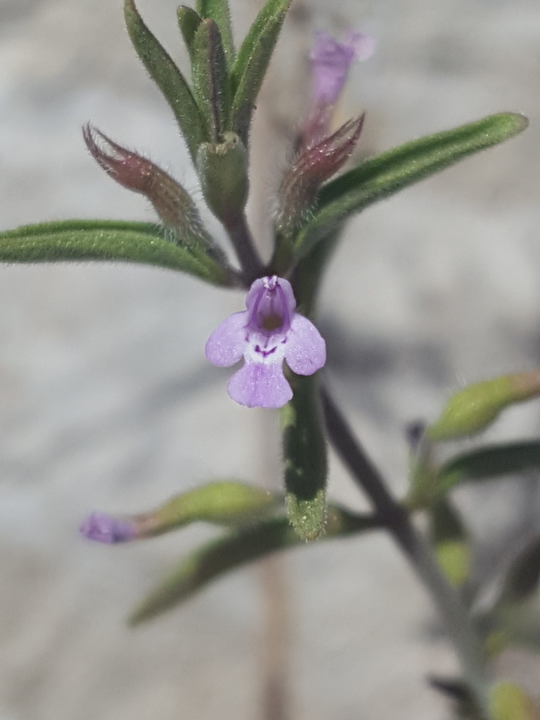 Hedeoma drummondii (Drummond's false pennyroyal), native California subshrub