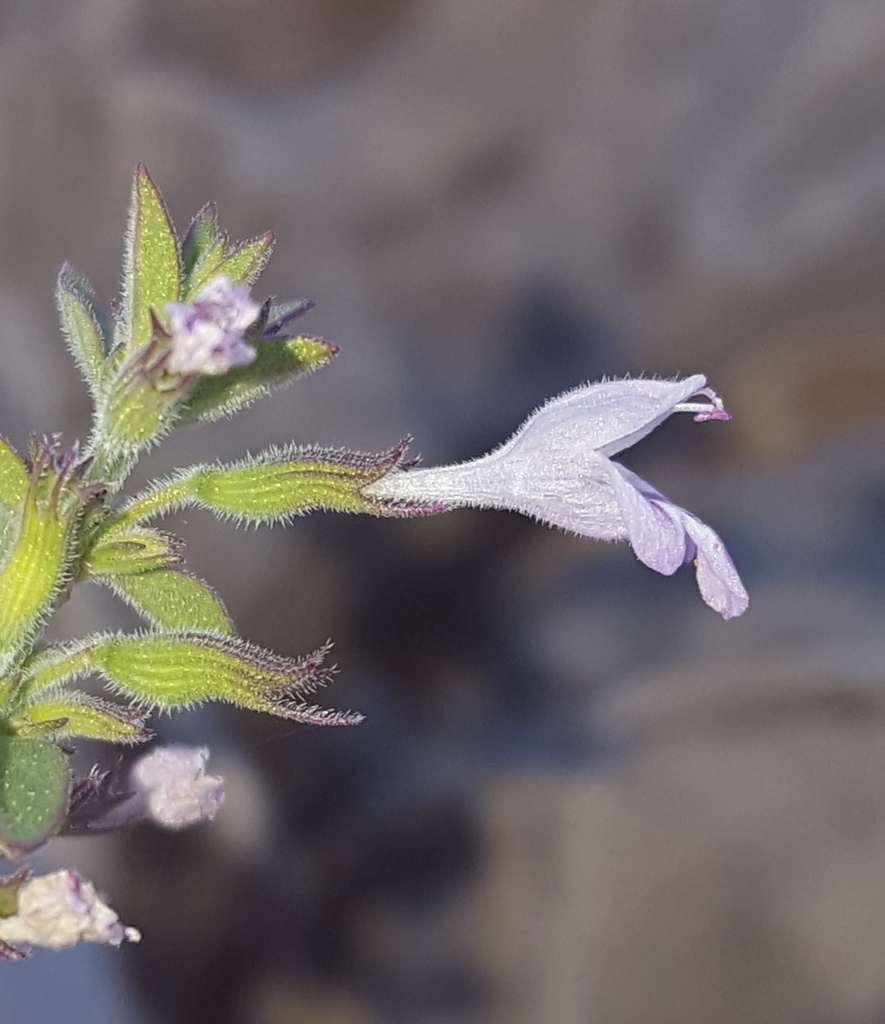 Hedeoma nana subsp. californica (California mock pennyroyal), native California herb