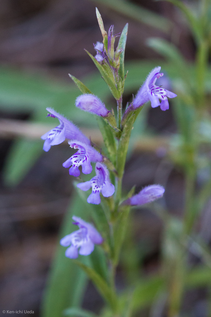 Hedeoma sp. (Mock pennyroyal), native California perennial