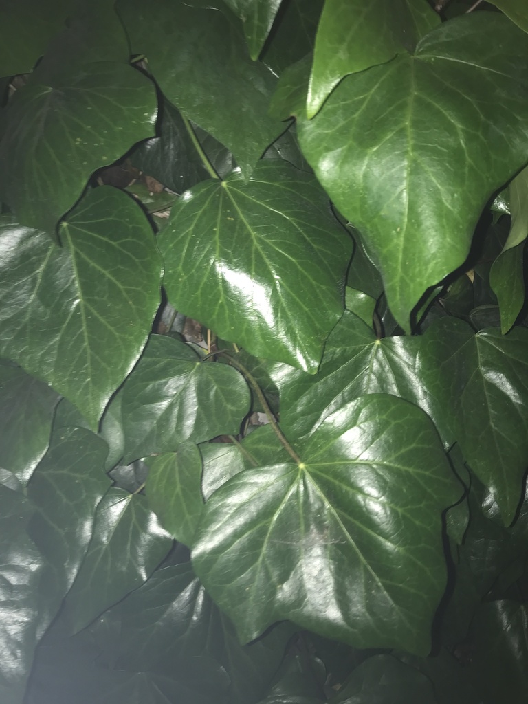 Hedera canariensis (Canary islands ivy), non-native California perennial