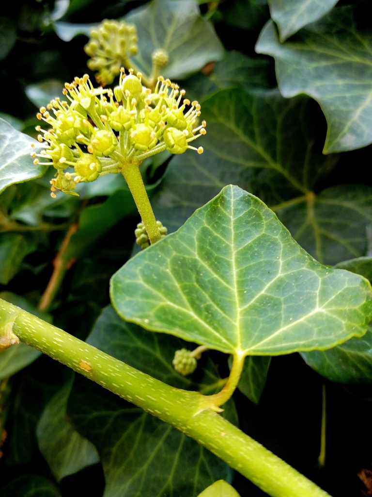 Hedera helix (English ivy), non-native California vine