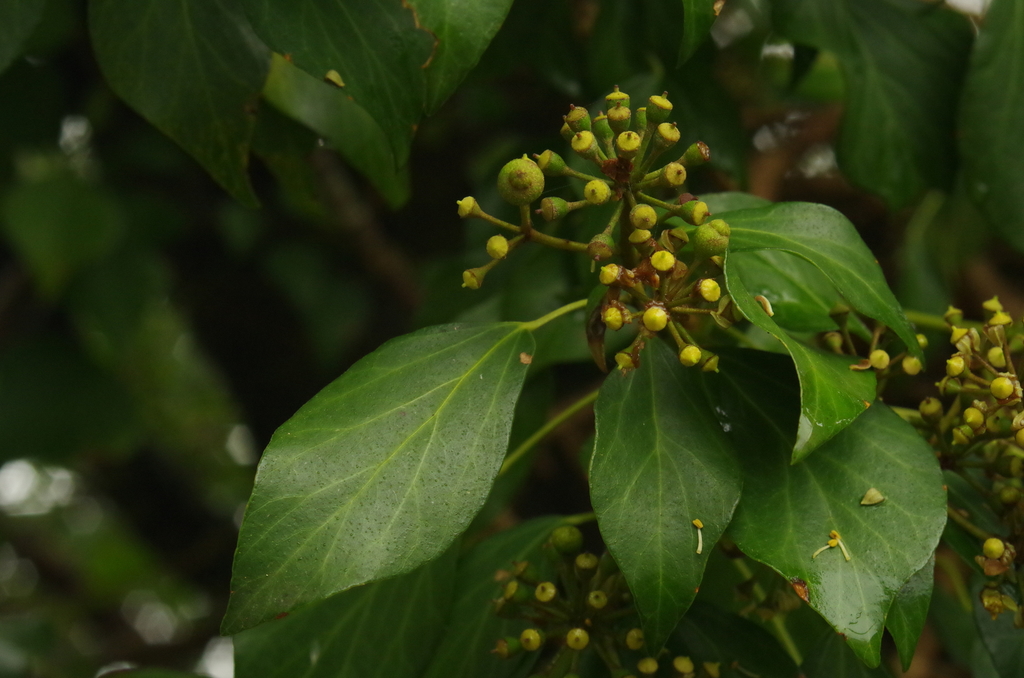 Hedera sp. (Ivy), non-native California perennial
