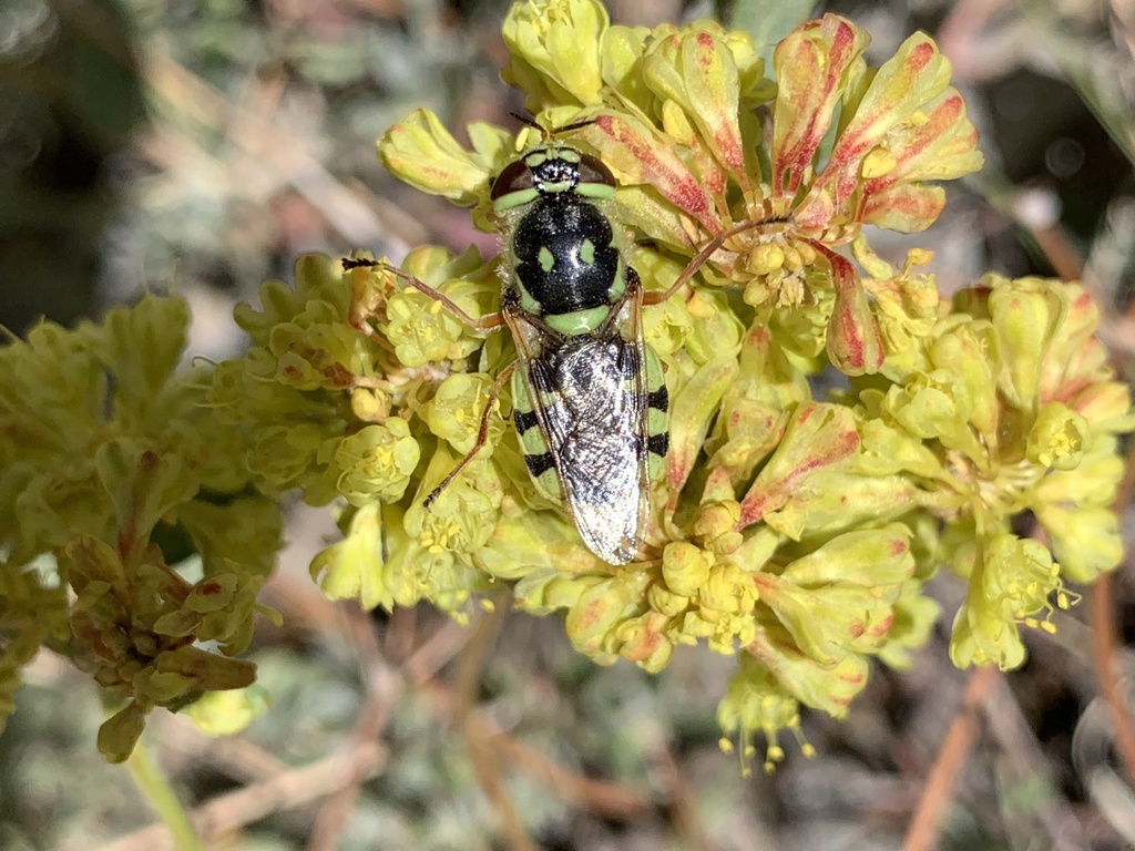 Hedriodiscus binotatus (Green Soldier Fly), California species