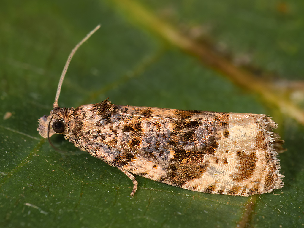 Hedya ochroleucana (Off-white Hedya), California species