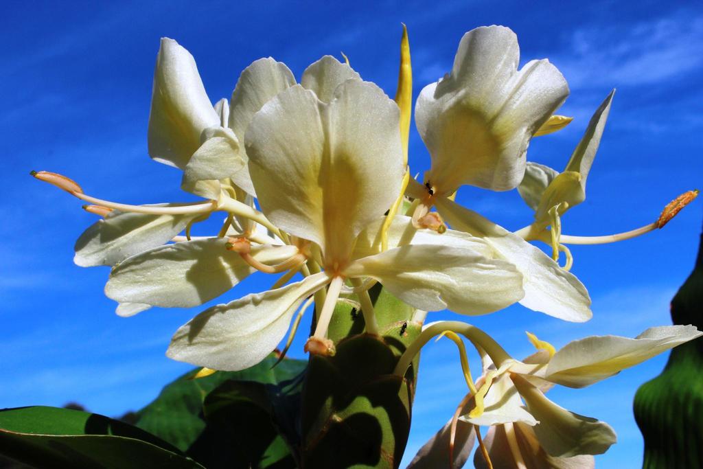 Hedychium flavescens (Yellow ginger), non-native California herb