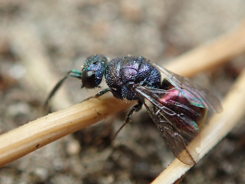 Hedychridium argenteum (Riverside Cuckoo Wasp), California species