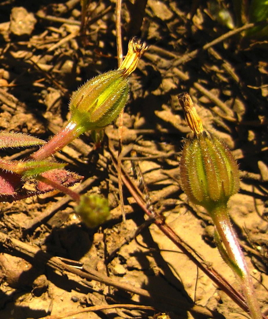 Hedypnois rhagadioloides (Crete weed), non-native California herb