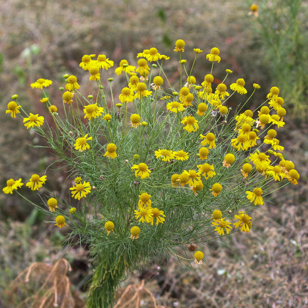 Helenium amarum var. amarum (Yellowdicks), non-native California herb