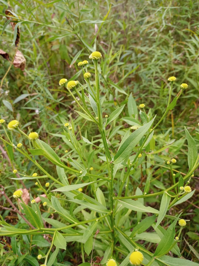 Helenium autumnale (Common sneezeweed), native California herb