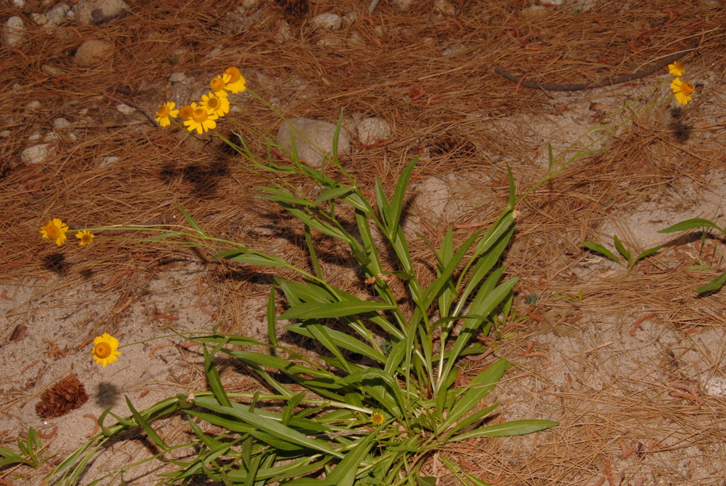 Helenium bigelovii (Bigelow's sneezeweed), native California herb