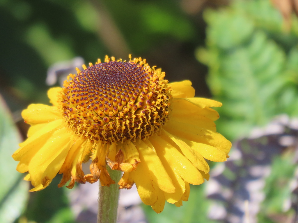 Helenium bolanderi (Bolander's sneezeweed), native California herb