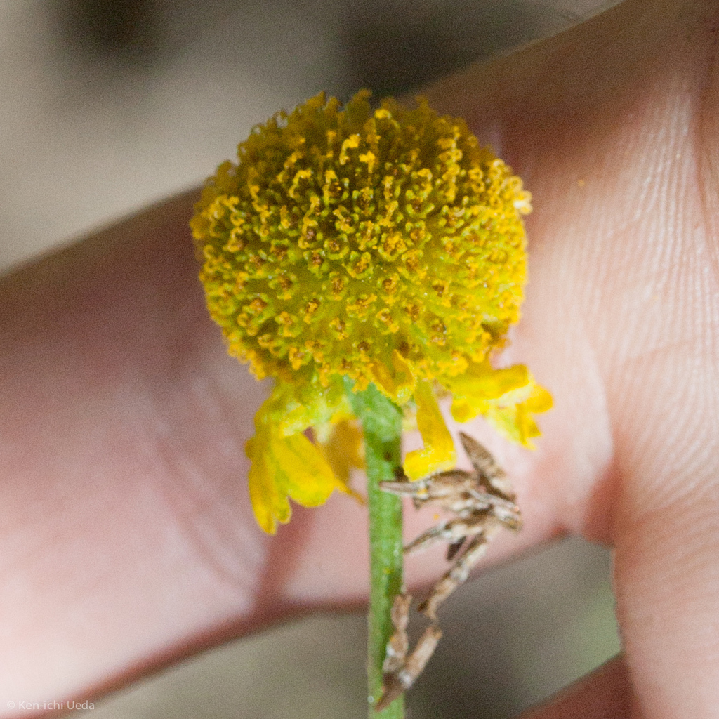 Helenium puberulum (Rosilla), native California herb