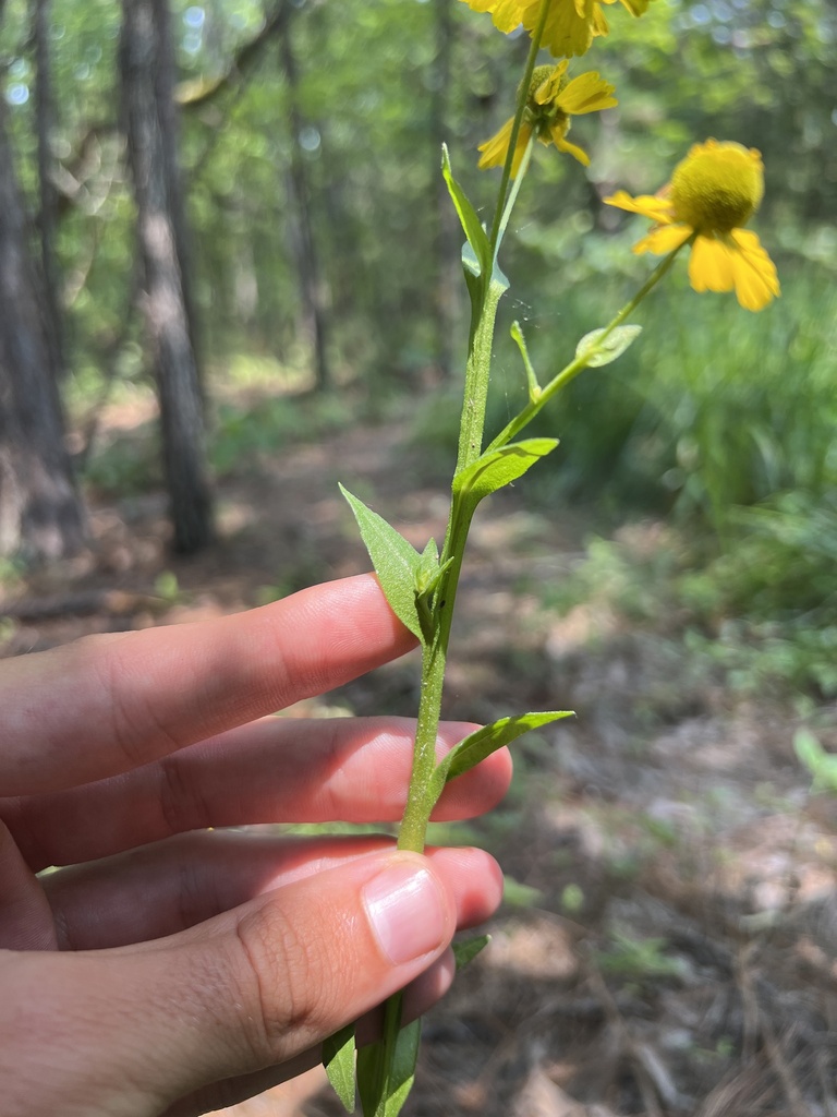 Helenium sp. (Sneezeweed), non-native California perennial