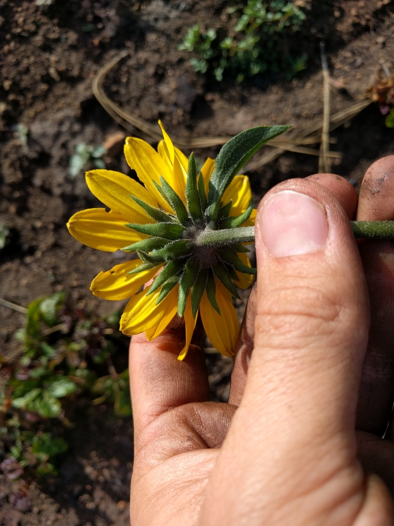 Helianthella californica (California helianthella), native California herb