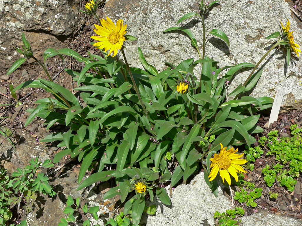 Helianthella castanea (Diablo helianthella), native California herb