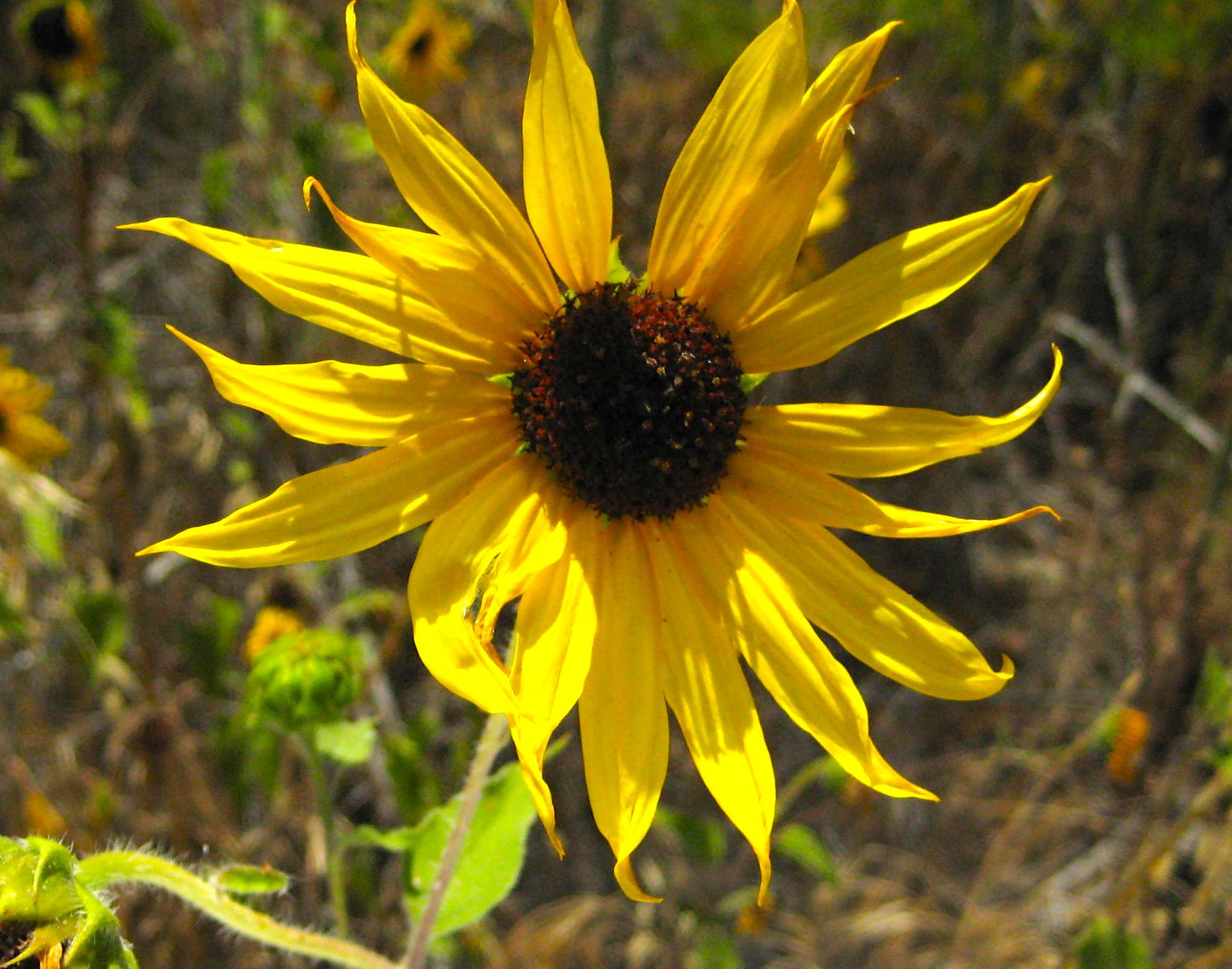 Helianthus annuus (Common sunflower), native California herb