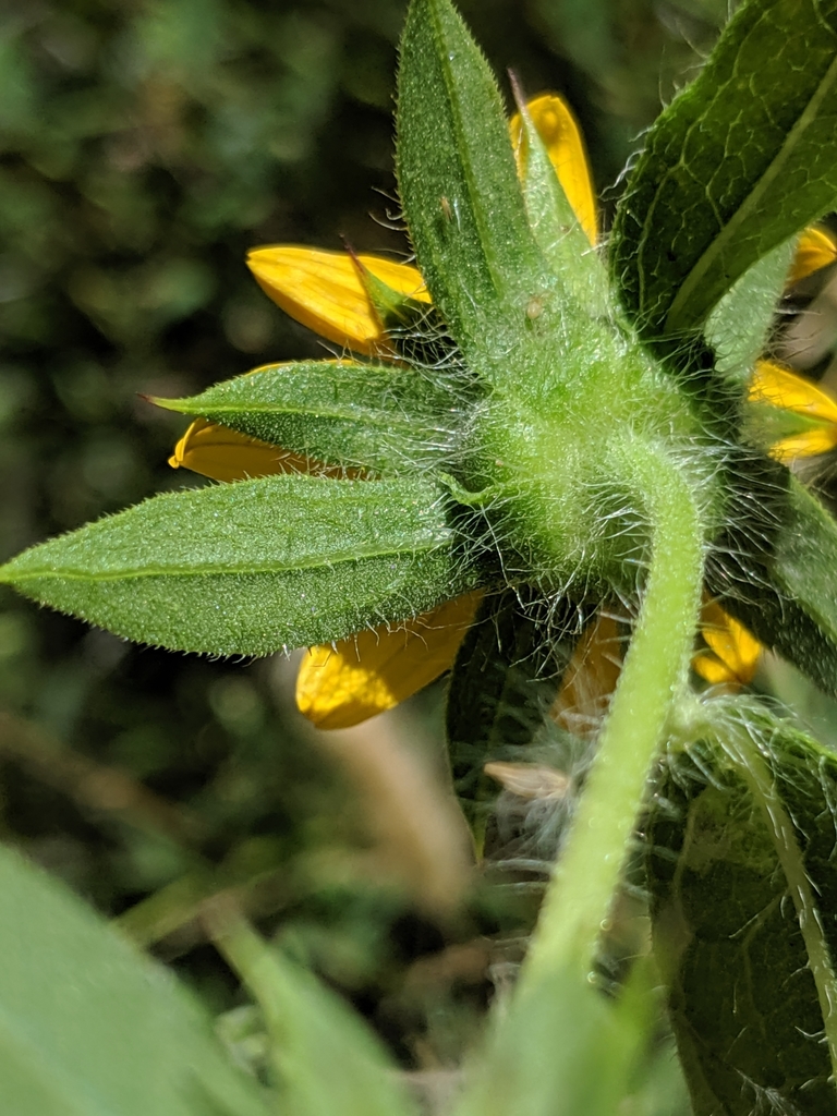 Helianthus bolanderi (Bolander's sunflower), native California herb