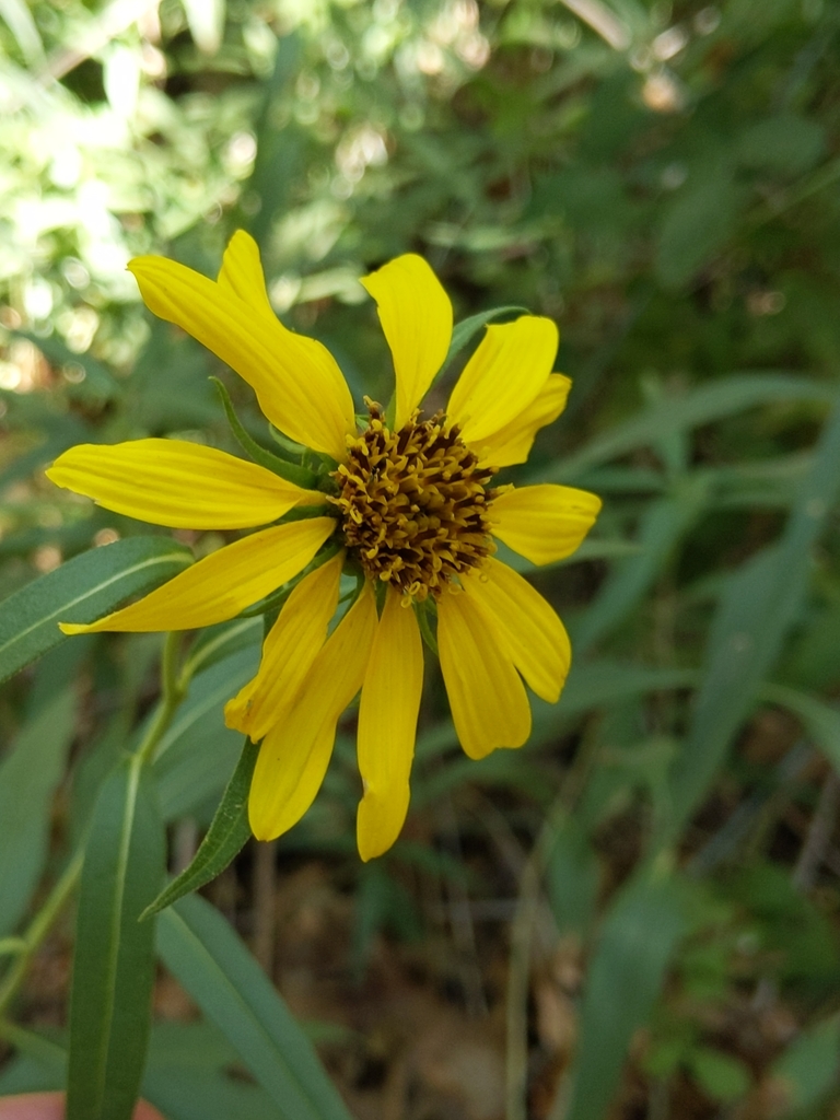 Helianthus californicus (California sunflower), native California herb