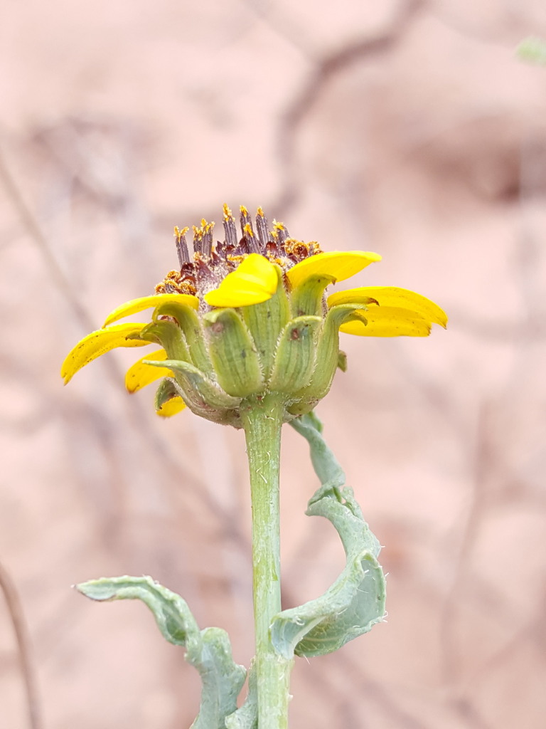 Helianthus ciliaris (Blueweed), non-native California herb