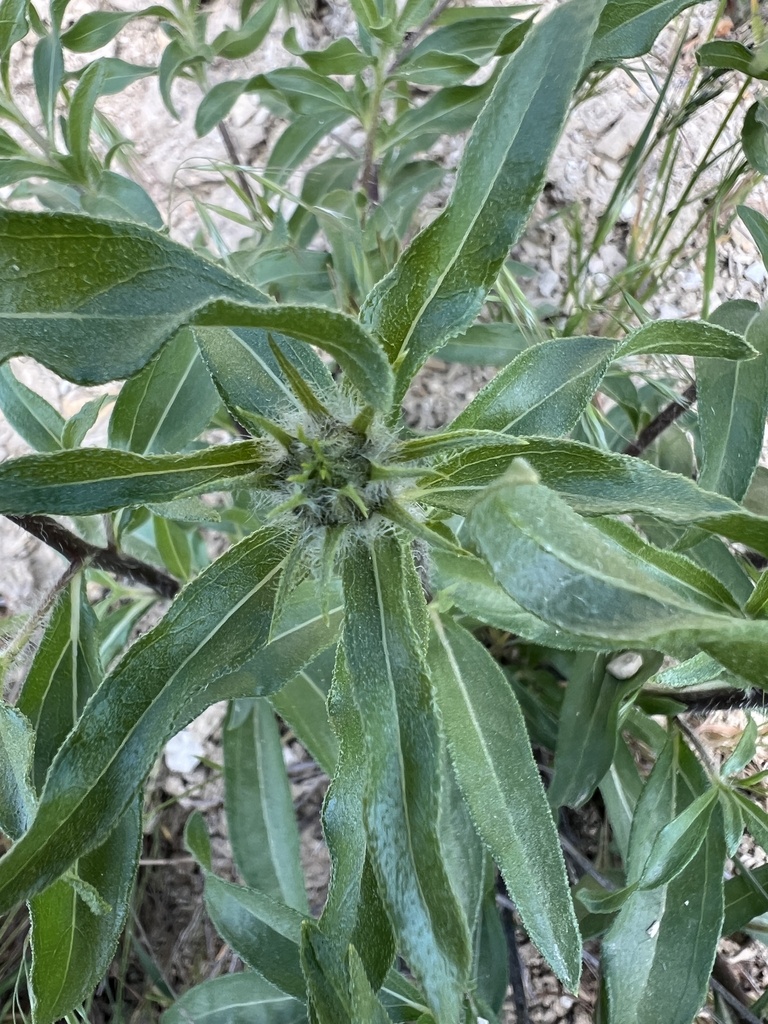 Helianthus cusickii (Cusick's sunflower), native California subshrub