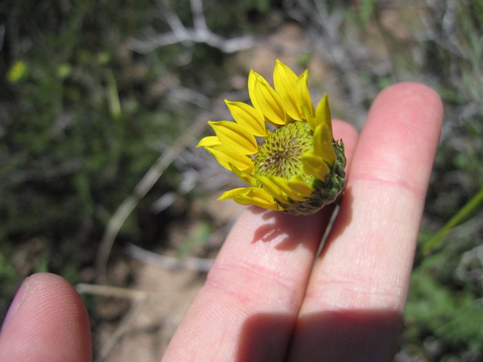 Helianthus gracilentus (Slender sunflower), native California herb
