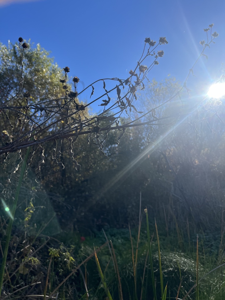 Helianthus inexpectatus (Newhall sunflower), native California perennial