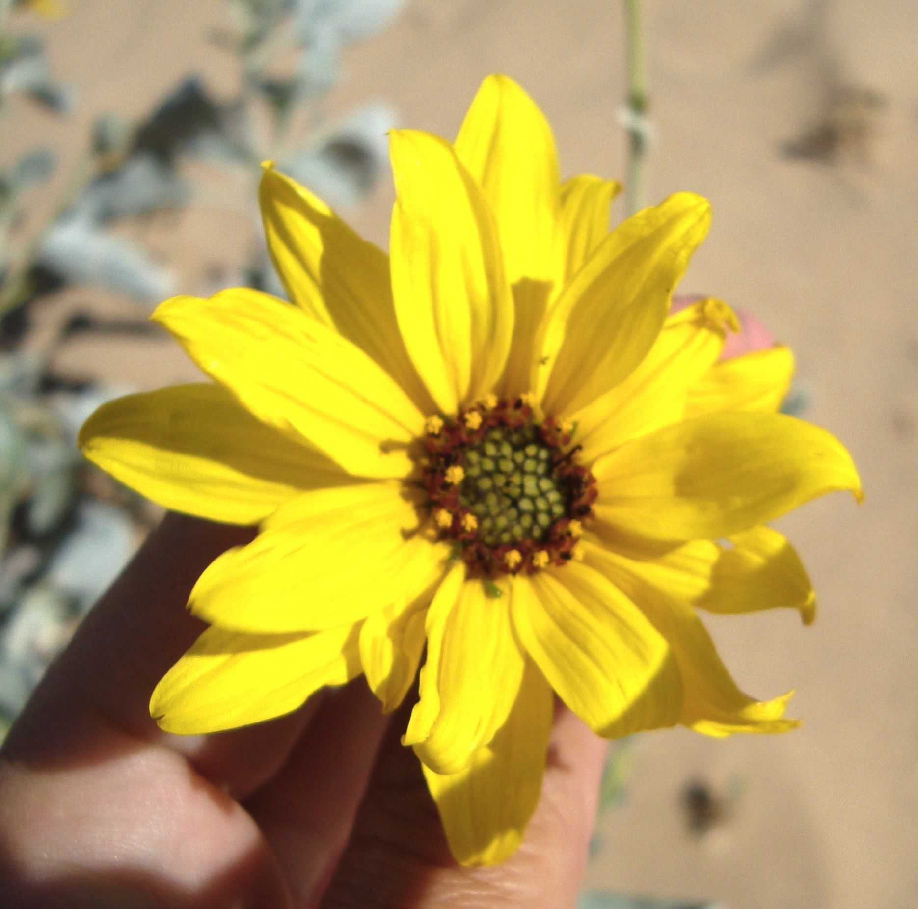 Helianthus niveus subsp. tephrodes (Algodones dunes sunflower), native California subshrub