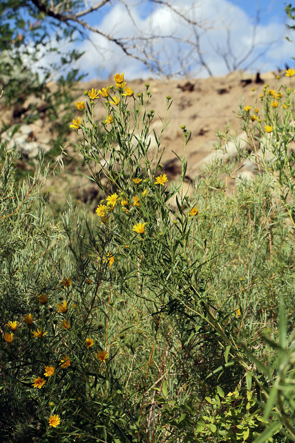Helianthus nuttallii subsp. parishii (Los angeles sunflower), native California herb