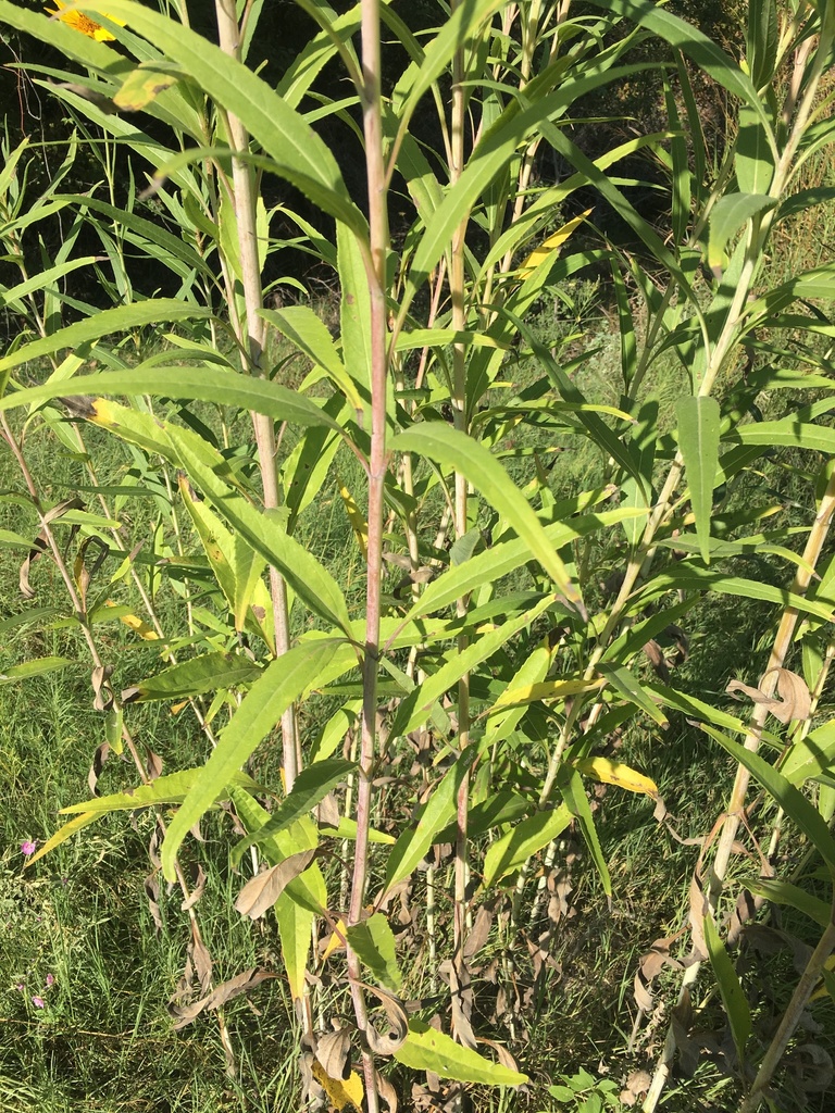 Helianthus nuttallii (Nuttall's sunflower), native California herb