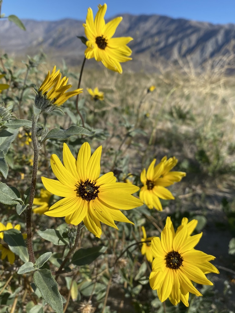 Helianthus petiolaris subsp. petiolaris, non-native California herb