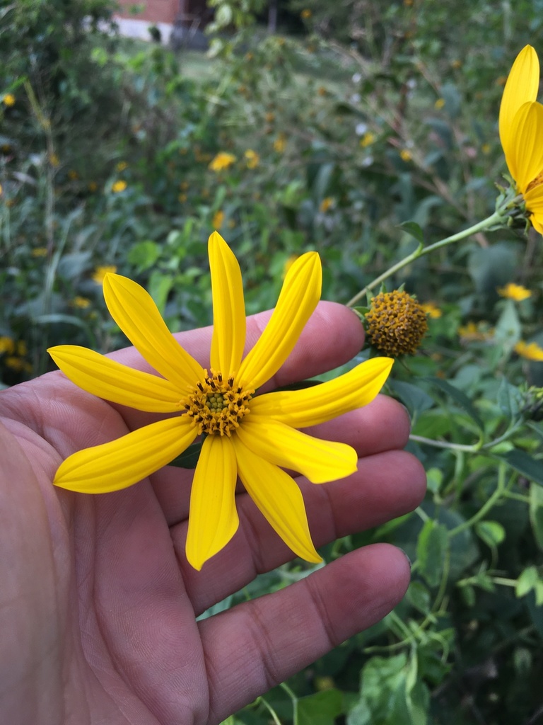 Helianthus tuberosus (Jerusalem artichoke), California herb