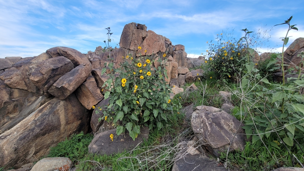 Helianthus winteri (Winter's sunflower), native California shrub