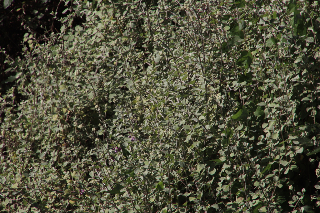 Helichrysum petiolare (Licorice plant), non-native California shrub
