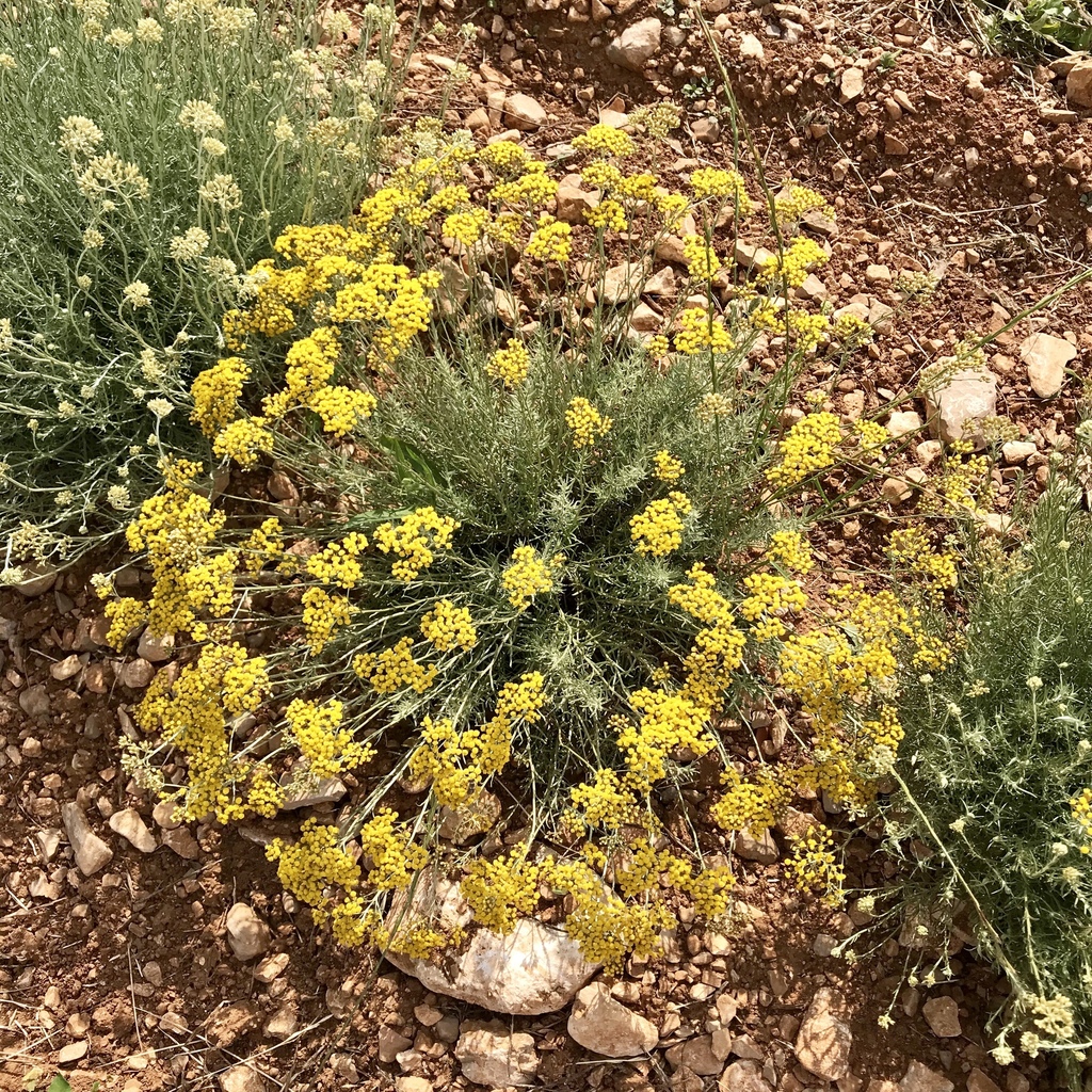 Helichrysum sp., non-native California perennial